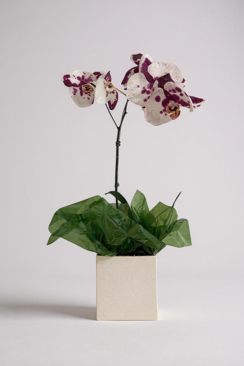 Orquídea Phalaenópsis Mesclada