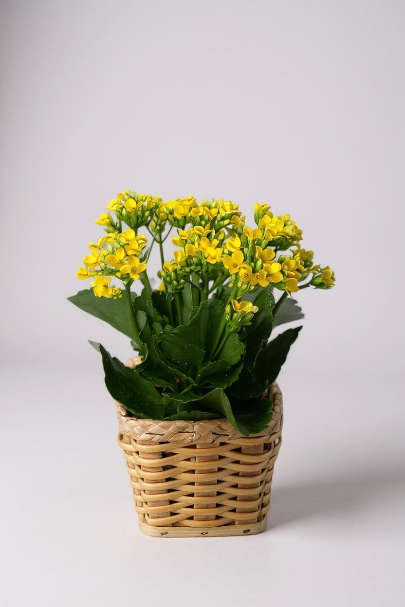 Flor da Fortuna Amarela