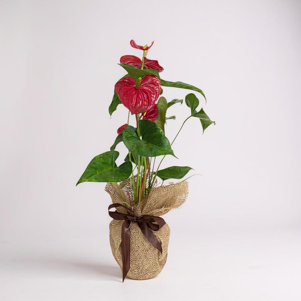 Anturio vermelho plantado