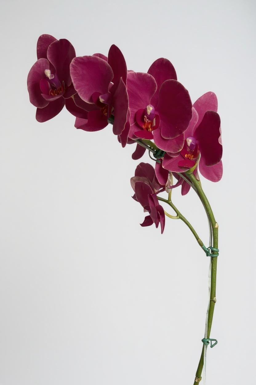 Orquídea Phalaenópsis Marsala