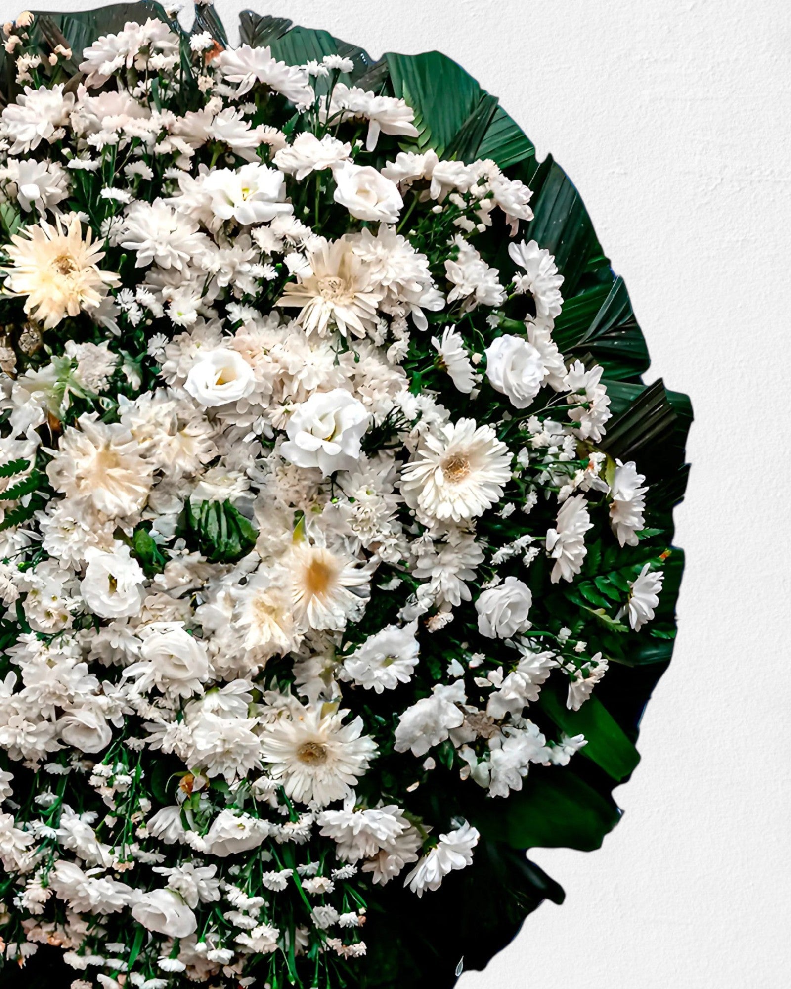 Coroa Tradicional 7