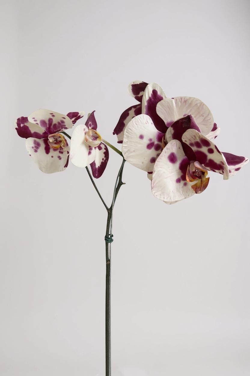 Orquídea Phalaenópsis Mesclada