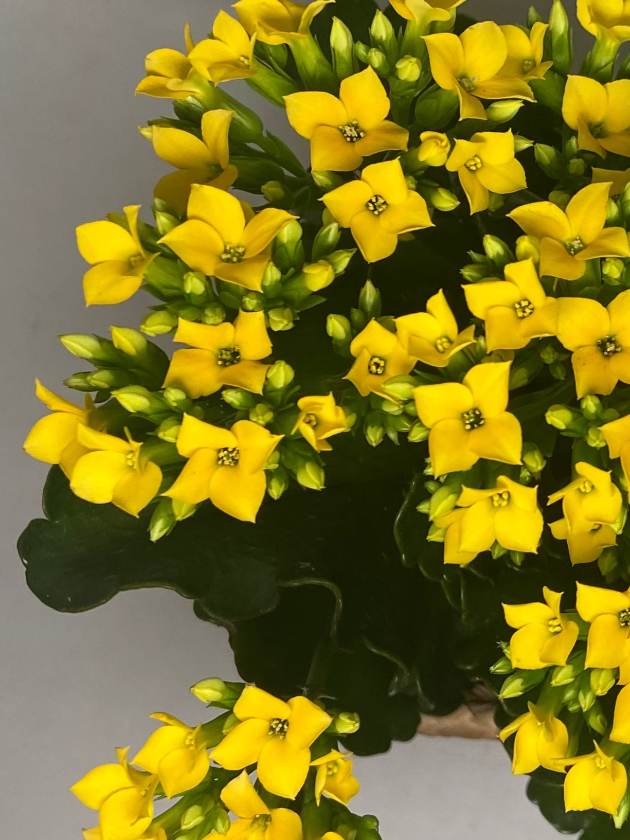 Flor da Fortuna Amarela