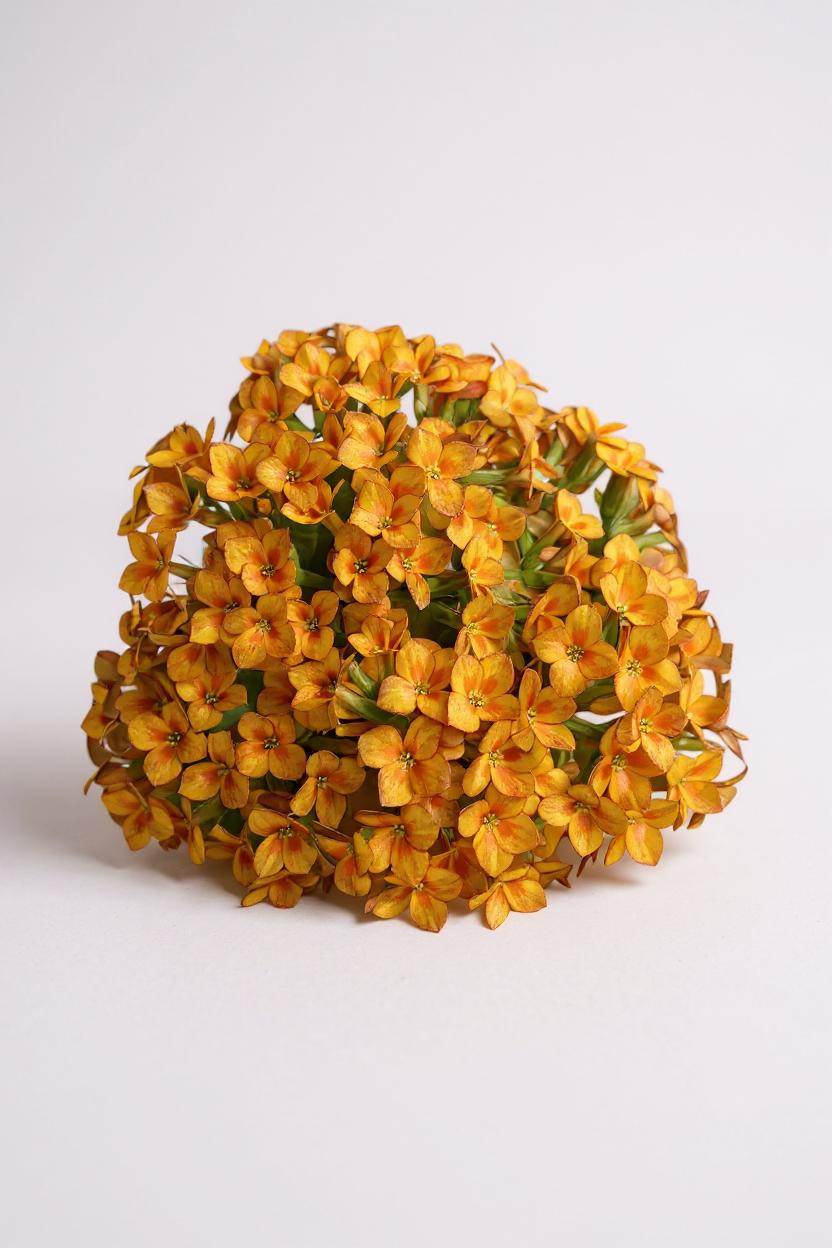 Flor da Fortuna Laranja