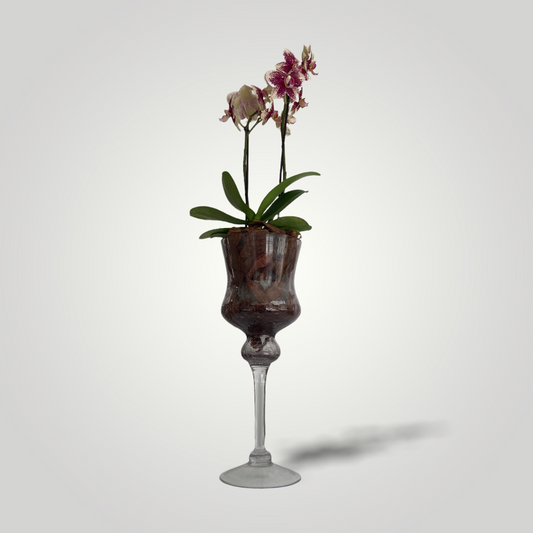 Mini Orquídea Rara Mesclada em Base de Vidro