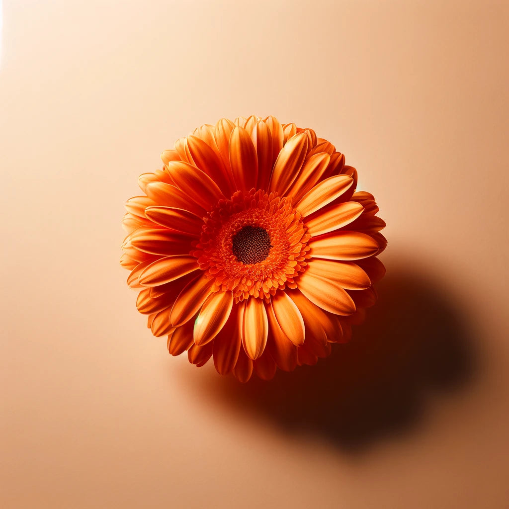 Gérberas