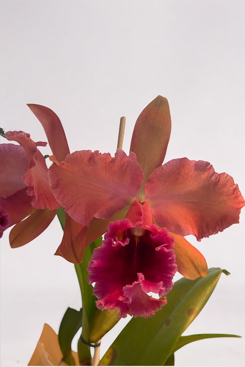 Cesta Orquídea Cattleya Ametista