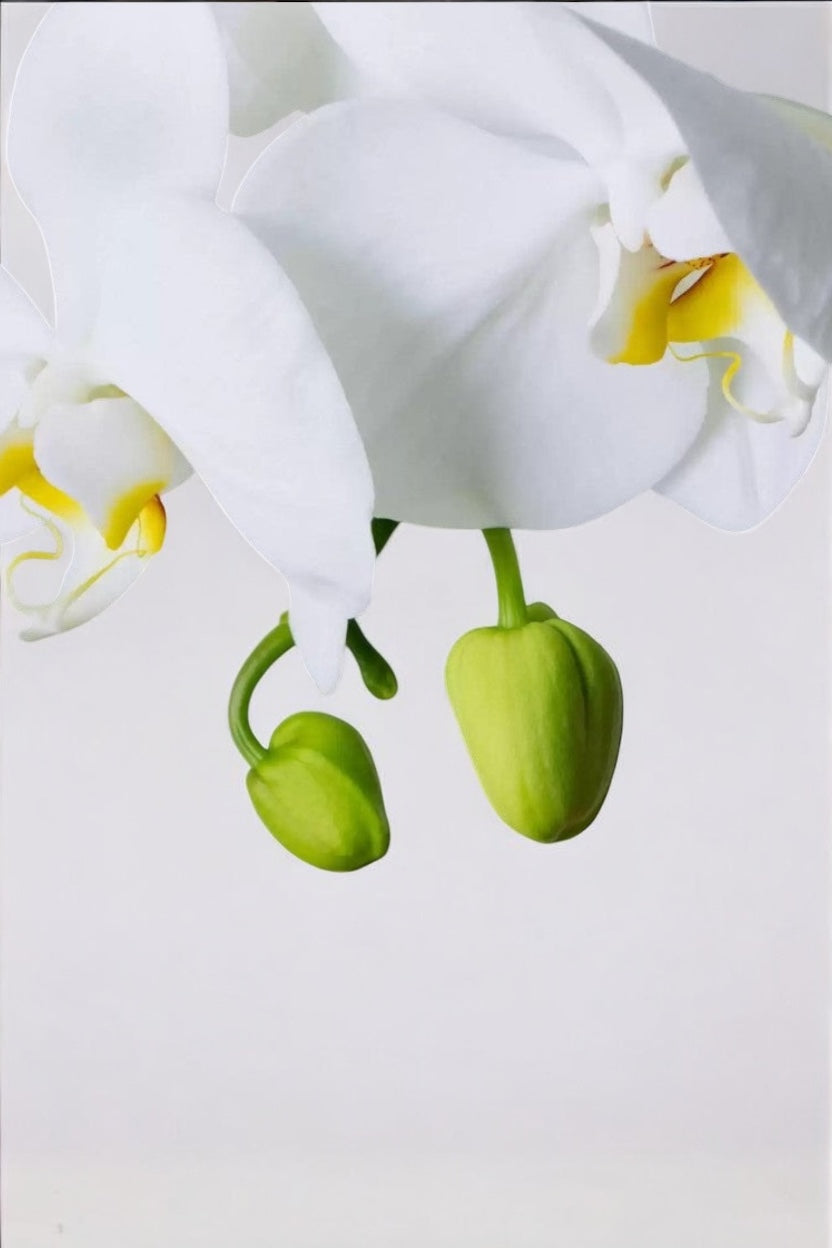 Arranjo de Orquídea Branca em Bowl de Vidro