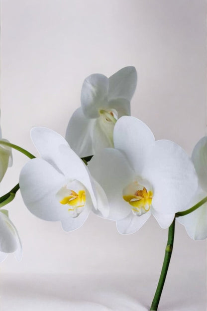 Arranjo de Orquídea Branca em Bowl de Vidro