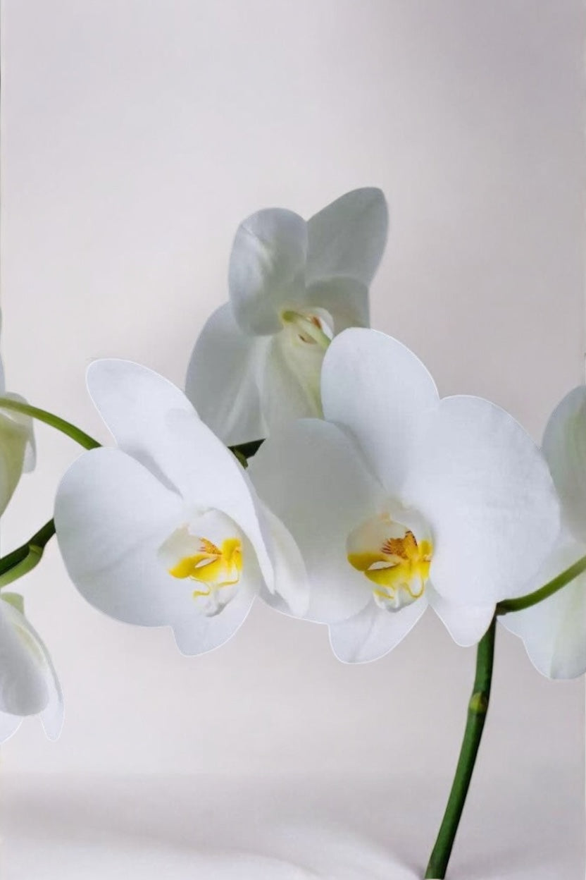 Arranjo de Orquídea Branca em Bowl de Vidro