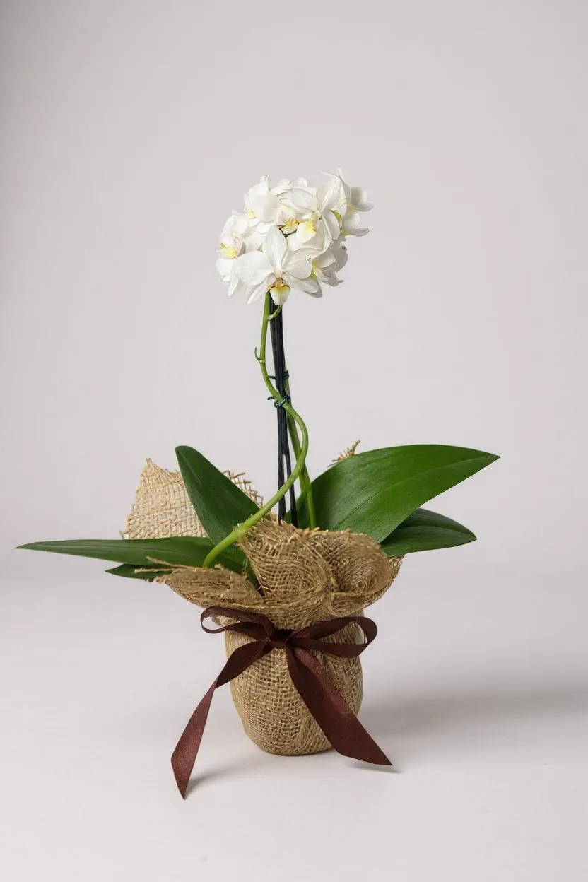 Mini Orquídea Rara Branca