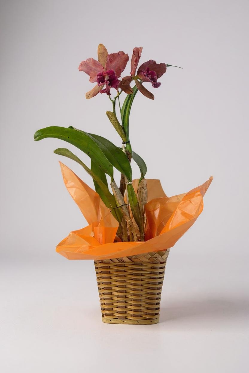 Cesta Orquídea Cattleya Ametista