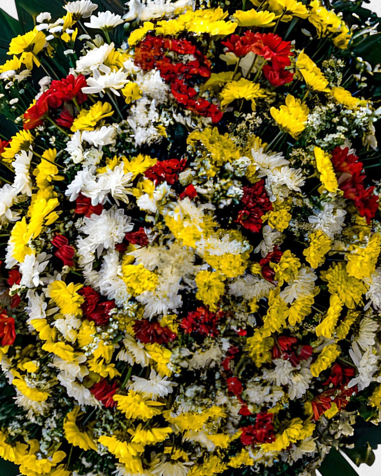 Coroa Tradicional 6
