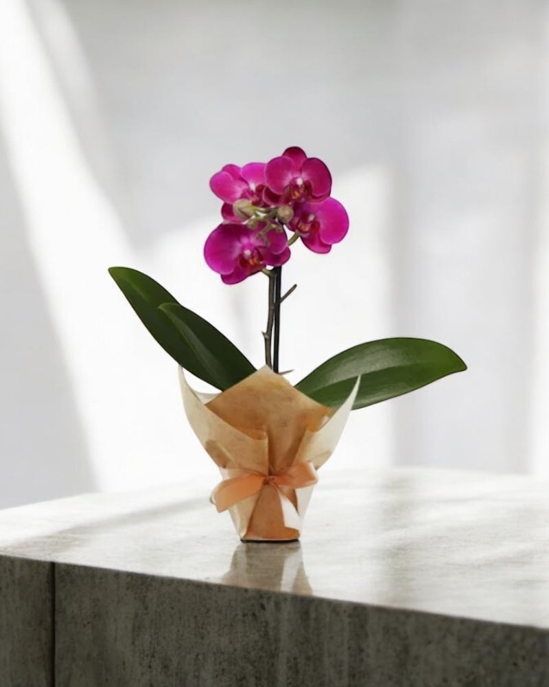 Mini Orquídea Rara Marsala