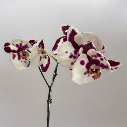 Orquídea Phalaenópsis Mesclada