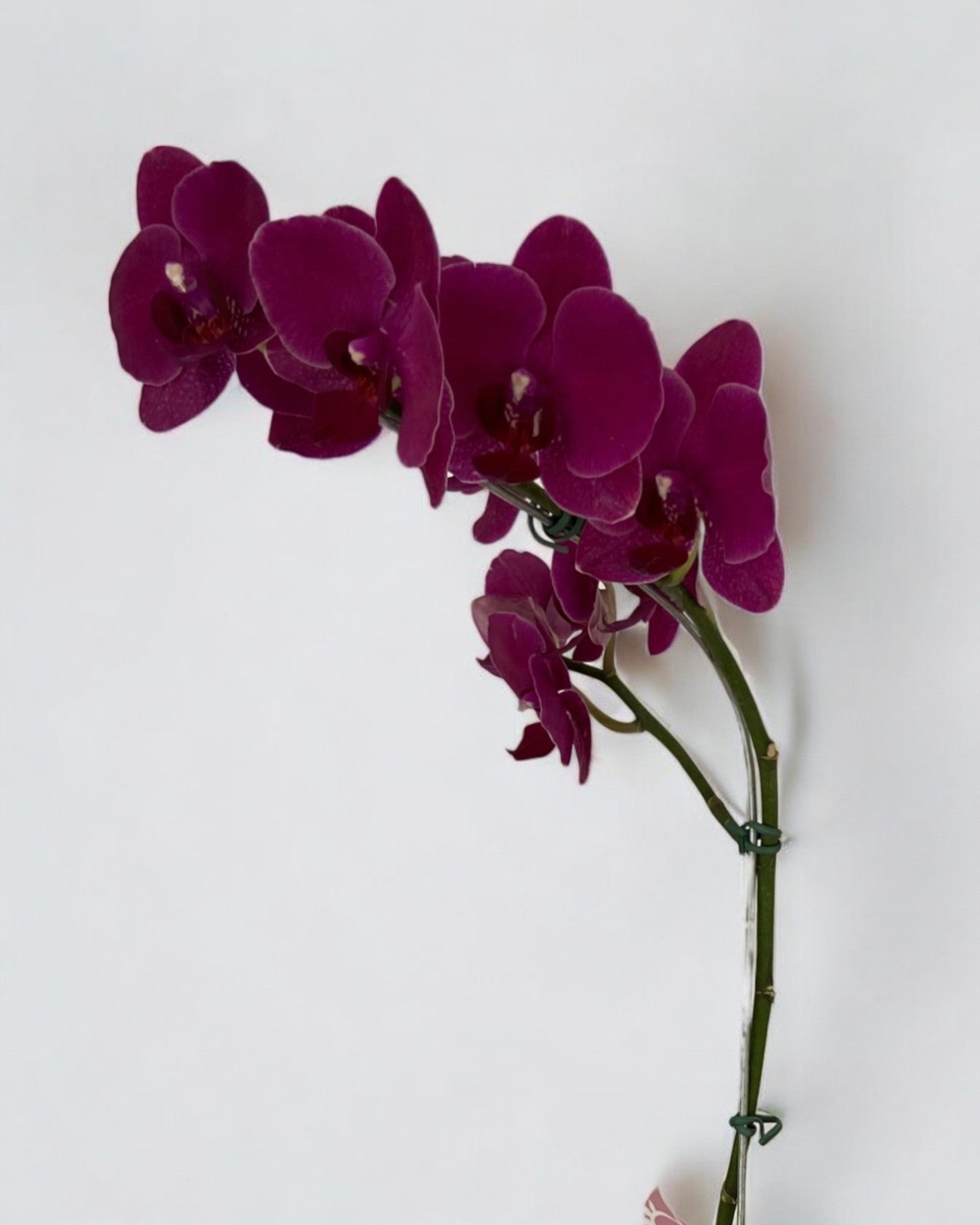 Orquídea Phalaenópsis Marsala