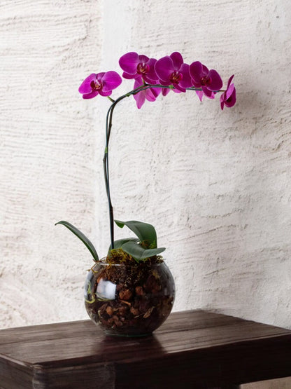 Arranjo de Orquídea Marsala em Bowl de Vidro