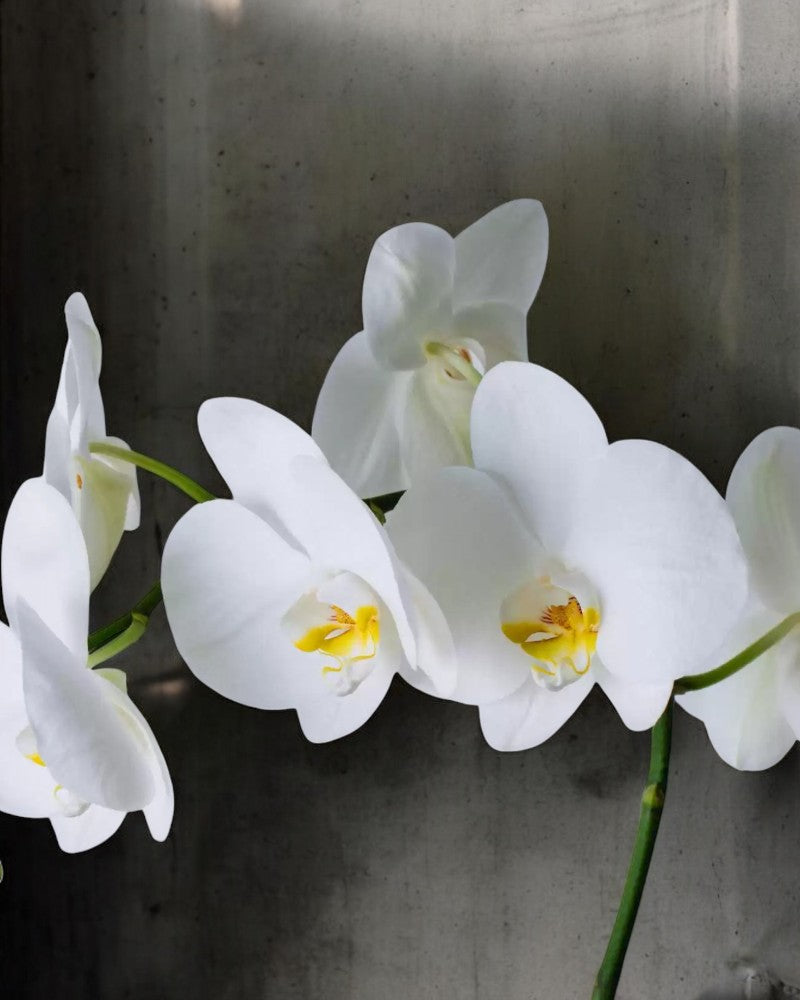 Orquídeas Phalaenopsis Branca Luxo