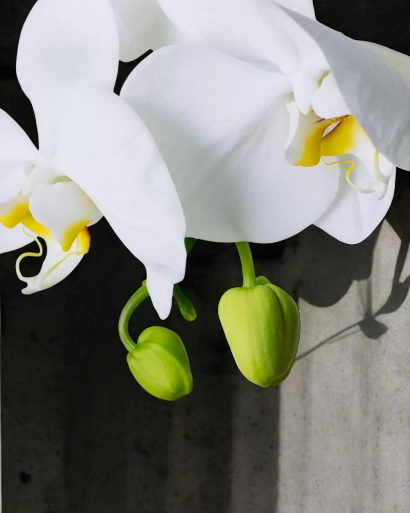 Arranjo de Orquídea Branca em Bowl de Vidro