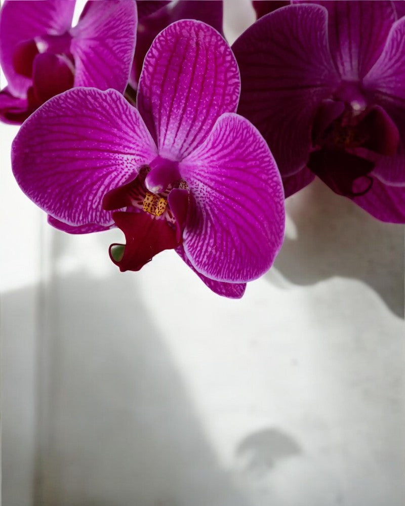 Arranjo de Orquídea Marsala em Bowl de Vidro
