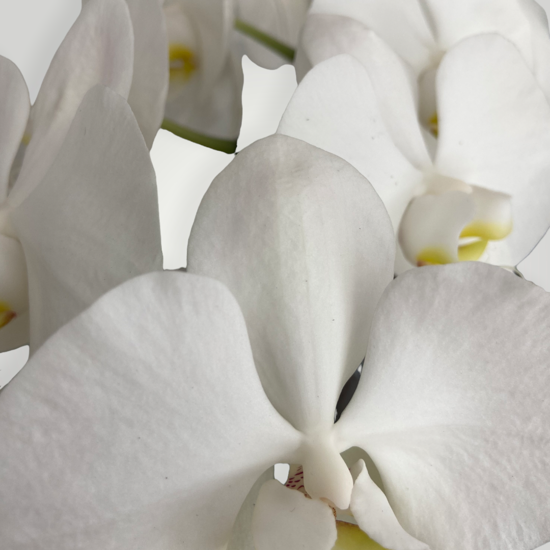 Orquídea Phalaenópsis Neve Elegante - clubedasfloresdecoracoes